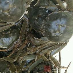 螃海角的功效,滋补养生，强身健体的天然良药