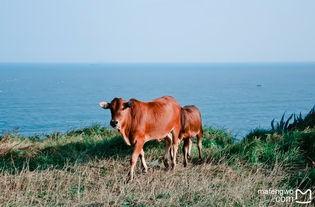 海角牛,探寻神秘海角，探寻生命之源